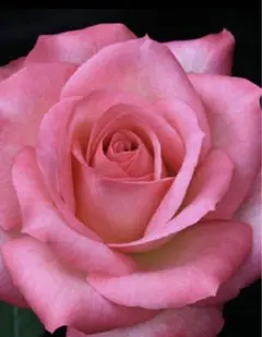 お客様専用ページ