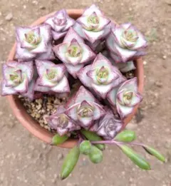 多肉植物<6 幻の星 抜き苗 - メルカリ
