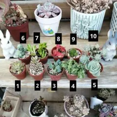 mic様 リクエスト 2点 まとめ商品