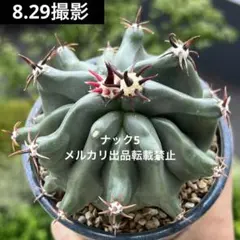 フェロカクタス ホリダス 巨鷲玉 実生 大株 - メルカリ