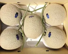 高知産 約10kg 贈答用 5玉 大玉マスクメロン 秀品 北海道沖縄発送