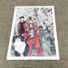 ハイキュー ハイキュー展 原画 ゲンガ タイカン ポストカード 春の3匹猫 音駒