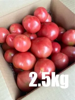 味の濃いトマト　2.5kg 訳あり　規格外品　静岡県産　農家直送　減農薬栽培のサムネイル