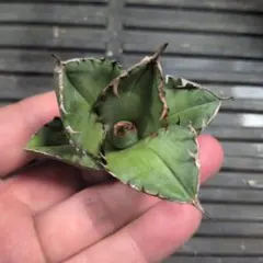 標本 特大クビワオオツノカナブン トルクアータ 昆虫標本 - メルカリ
