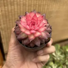 yanage様専用出品‼️新品種‼️アエオニウム 幽霊姫 ファントム