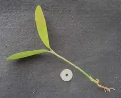 マングローブ メヒルギ 発根あり 苗 観葉植物沖縄/水槽/アクアリウム