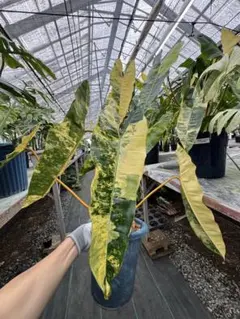 超絶希少❗️美斑❗️サイズ大❗️フィロデンドロン　ビレッティア　斑入り✨ 2025年最新】フィロデンドロン ビレッティア 斑入りの人気アイテム