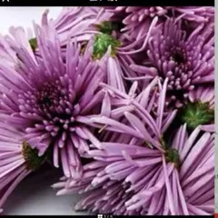 食用菊　カシロの苗　3＋2本　匿名配送 食用菊 カシロの苗 3＋2本 匿名配送 食用菊 カシロの苗 3＋2本