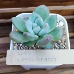 2025年最新】ミソップ苗 エレイン×チワワエンシスの人気アイテム