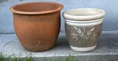 届いてすぐ飾れる】コーヒーの苗木（9本）テラコッタ鉢｜オシャレな