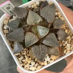 珍しいハオ楽園 水晶101コンプト錦 H1992 超美株 | Mercari