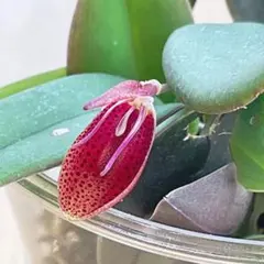 コリバス】Corybas Sp.(開花済み) 1球 - メルカリ