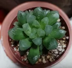 ハオルチア オブツーサ「雫石」子株付き*弐*