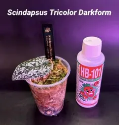 スキンダプサス スノーフレック ミューテーション ダークのおまけ付き