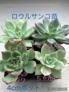 多肉植物 ロウルサンコさん 毒りんご - メルカリ