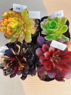 76 多肉植物 アエオニウム 抜き苗 4種セット