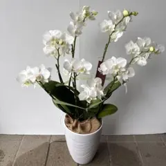 無農薬 胡蝶蘭 ホワイト 鉢植え7月7日 直径11cm7つの花が咲き揃いまし