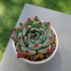 MKJ様 リクエスト 4点 まとめ商品