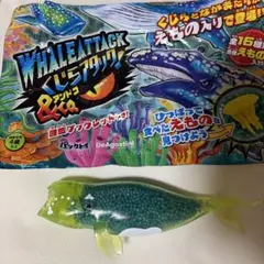くじらアタック&co. アンドコ　セミクジラ