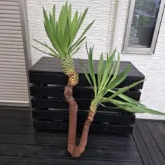 ソングオブジャマイカ 極太 大株 約150cm 観葉植物 ドラセナ 鉢カバー