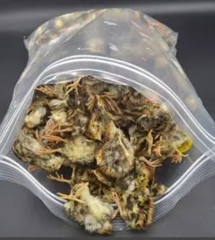 Item thumbnail for item 14350177-932d-42e5-a035-91518852b20f