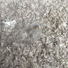 JOCHUM めじるしアクセサリー　RURU 白岩瑠姫