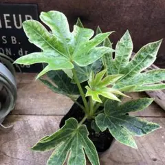 2025年最新】パキラ 斑入りの人気アイテム - メルカリ