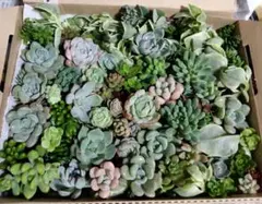 らくらくメルカリ便　コンパクトBOXいっぱい！　多肉植物　カット苗　寄せ植えにのサムネイル