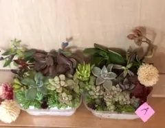 A多品種　カラフル　育て方メモ　多肉植物　紅葉が綺麗❤️2つセット