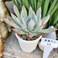 2025年最新】札付き 多肉植物の人気アイテム - メルカリ