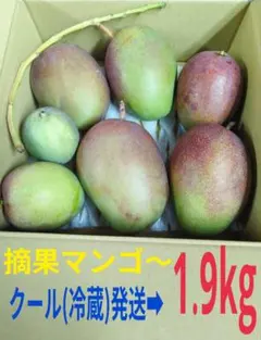 【 現品 】摘果マンゴー 1.9kg 加工用 青マンゴー クール発送のサムネイル