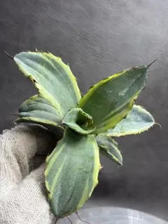 2026年最新】アガベ斑入りの人気アイテム - メルカリ