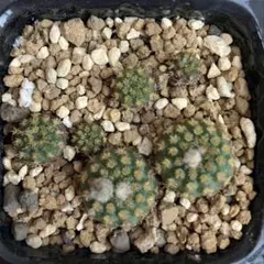 ちびちゃんプロフ読んでお値下げOK様 リクエスト 2点 まとめ商品