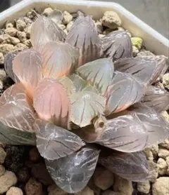 多肉植物 ハオルチア 狼蛛錦 極上斑 - メルカリ