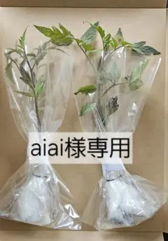 aiai様専用 ブラックビューティー2苗のサムネイル