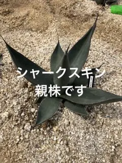 12 アガベ シャークスキン 子株 抜き苗 - メルカリ