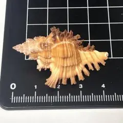 貝殻標本 小さな貝殻 ヤドカリのお宿 置物