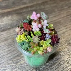 多肉植物 セダム ❤︎ カラフル　ちまちま寄せ植え