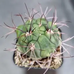 M19様 リクエスト 3点 まとめ商品