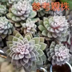 ma.yu.mi様 リクエスト 2点 まとめ商品