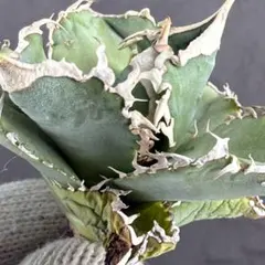 2026年最新】グレートホワイトシャーク アガベの人気アイテム - メルカリ