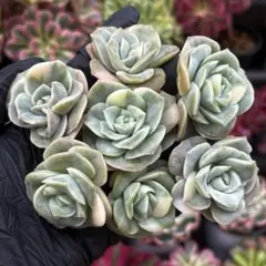 2025年最新】ラブリーローズ錦の人気アイテム - メルカリ