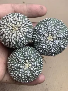 国内実生　スーパー兜　ヒトデ　温室管理（全幅12.5cm×全高6cm）特大株 ケース飾り 本多忠勝公 8号兜 六角型ナチュラル | 商品一覧 | ベビー