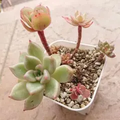 多肉植物 詰め合わせ エケベリア プロリフェラ 子持ち蓮華 センベル