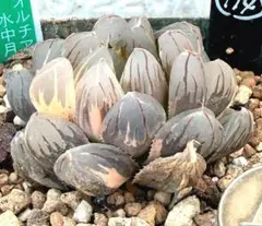極上班‼️多肉植物 ハオルチア オブツーサ錦 水中月錦 抜き苗１１４