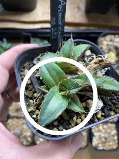 Arizona Ambition アリゾナアンビション チタノタtitanota Arizona Ambition アリゾナアンビション チタノタtitanota