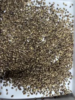 [아와지시마산/무농약] 레이와 8 모찌 보리 (다이시모치/로쿠죠 모찌) 1kg