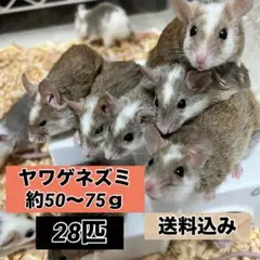 Item thumbnail for item 2e996916-0d82-4310-ad87-27349536b4dc