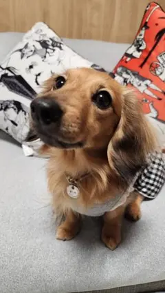 愛犬とおそろいにできます！刻印できます！コイン型トップペンダント、ネームタグ