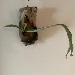 P .ベイチーハイシールド ビカクシダ コウモリラン 中株 観葉植物 シダ